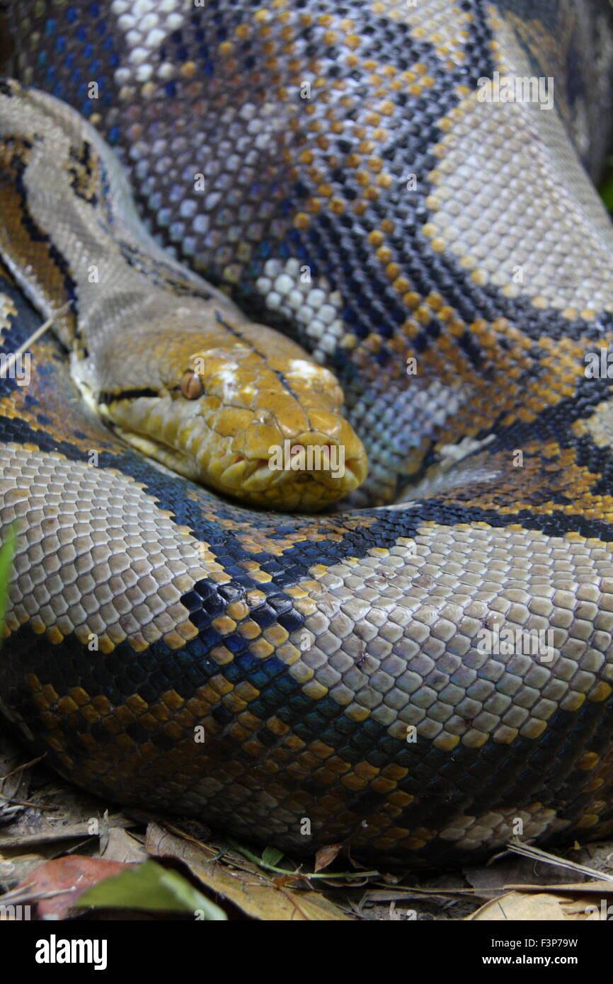 Python réticulé (Python reticulatus) en Thaïlande Photo Stock - Alamy