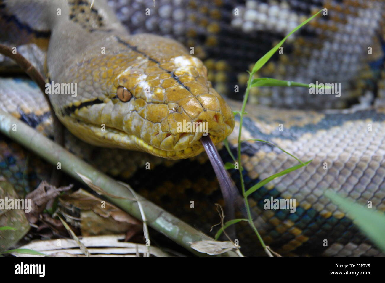 Python python reticulatus Banque de photographies et d’images à haute ...