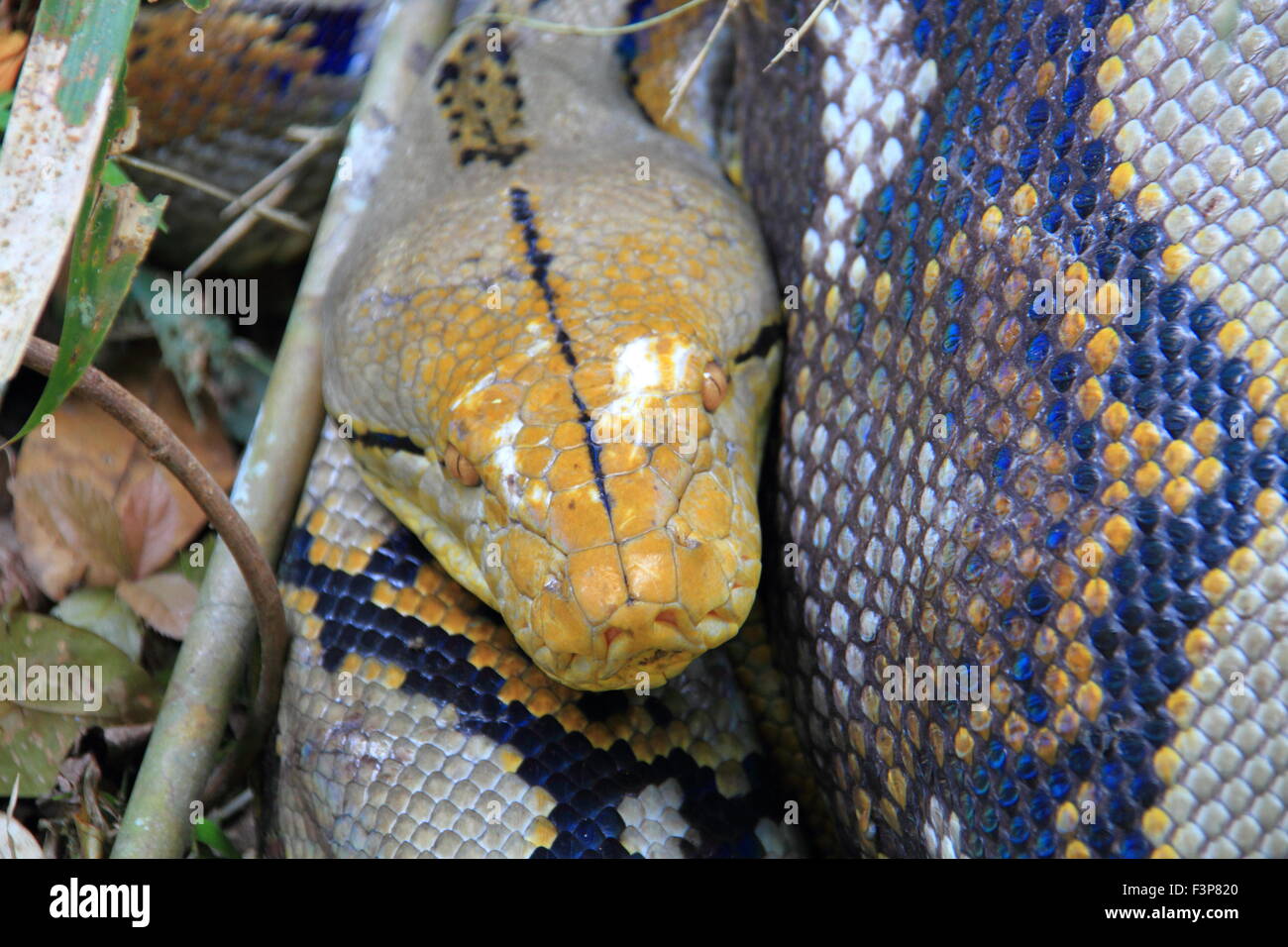 Python réticulé (Python reticulatus) en Thaïlande Photo Stock - Alamy