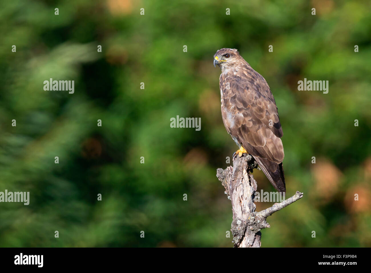 Buse variable, perché sur une branche, Campanie, Italie (Buteo buteo) Banque D'Images