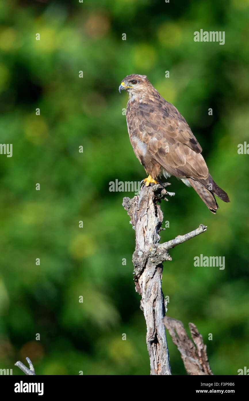 Buse variable, perché sur une branche, Campanie, Italie (Buteo buteo) Banque D'Images
