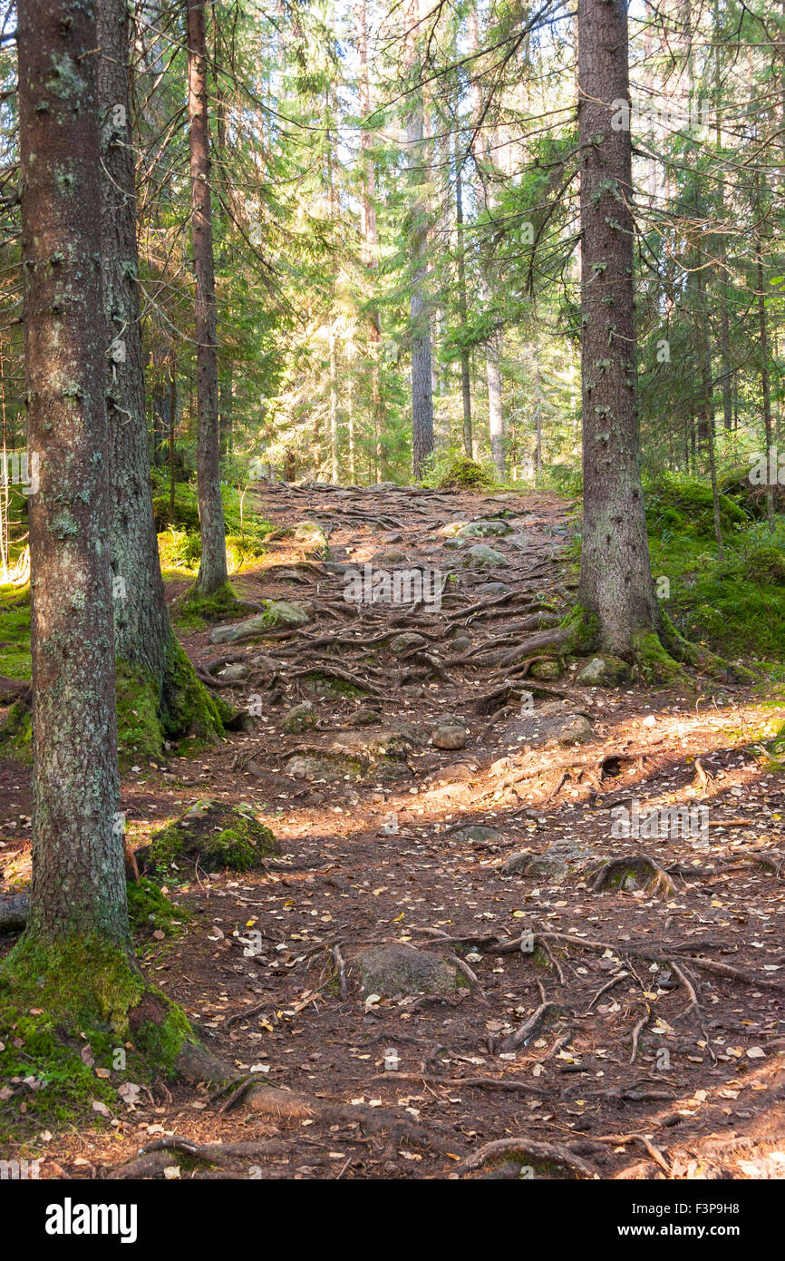 Sentier plein de racines d'arbres en forêt Banque D'Images