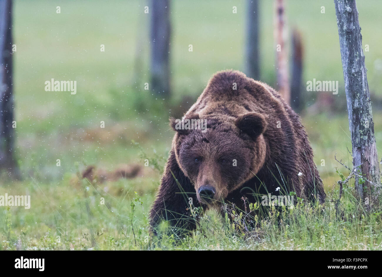 Ours brun, Ursus arctos, marchant sur une mousse vers l'appareil photo, baissant la tête et regarde droit vers l'avant, beaucoup de mosqui Banque D'Images