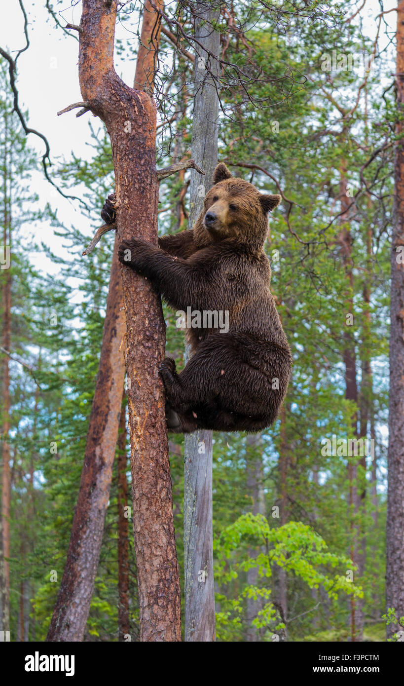 Ours brun, Ursus arctos, escalade un pin, Kuhmo, Finlande Banque D'Images