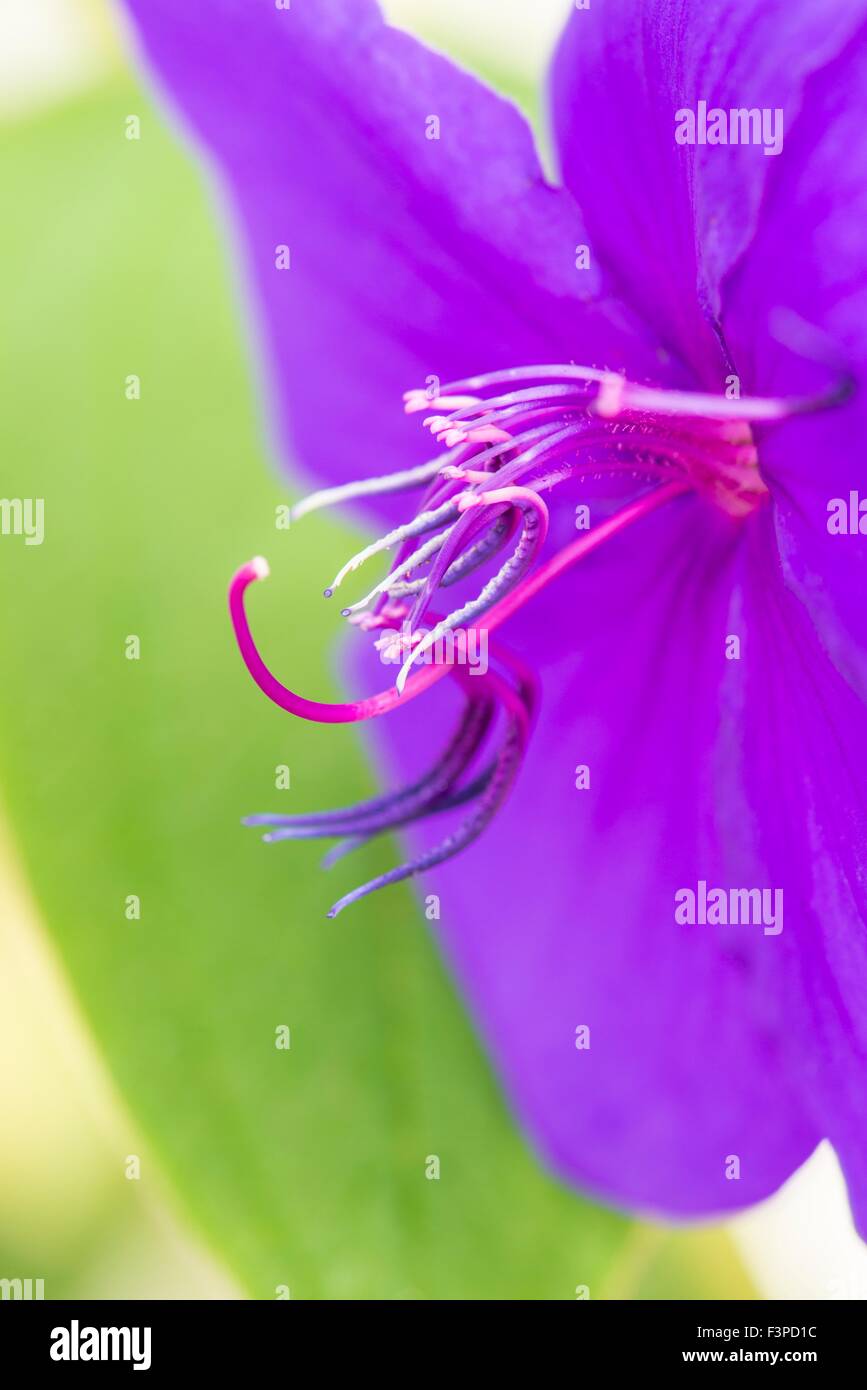 Tibouchina urvilleana - gloire bush Banque D'Images