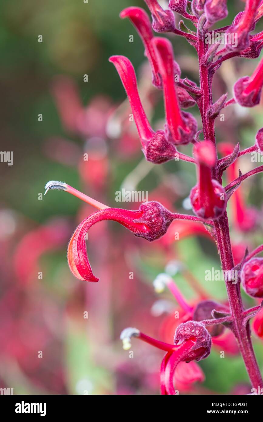 Lobelia tupa - tabac du diable Banque D'Images