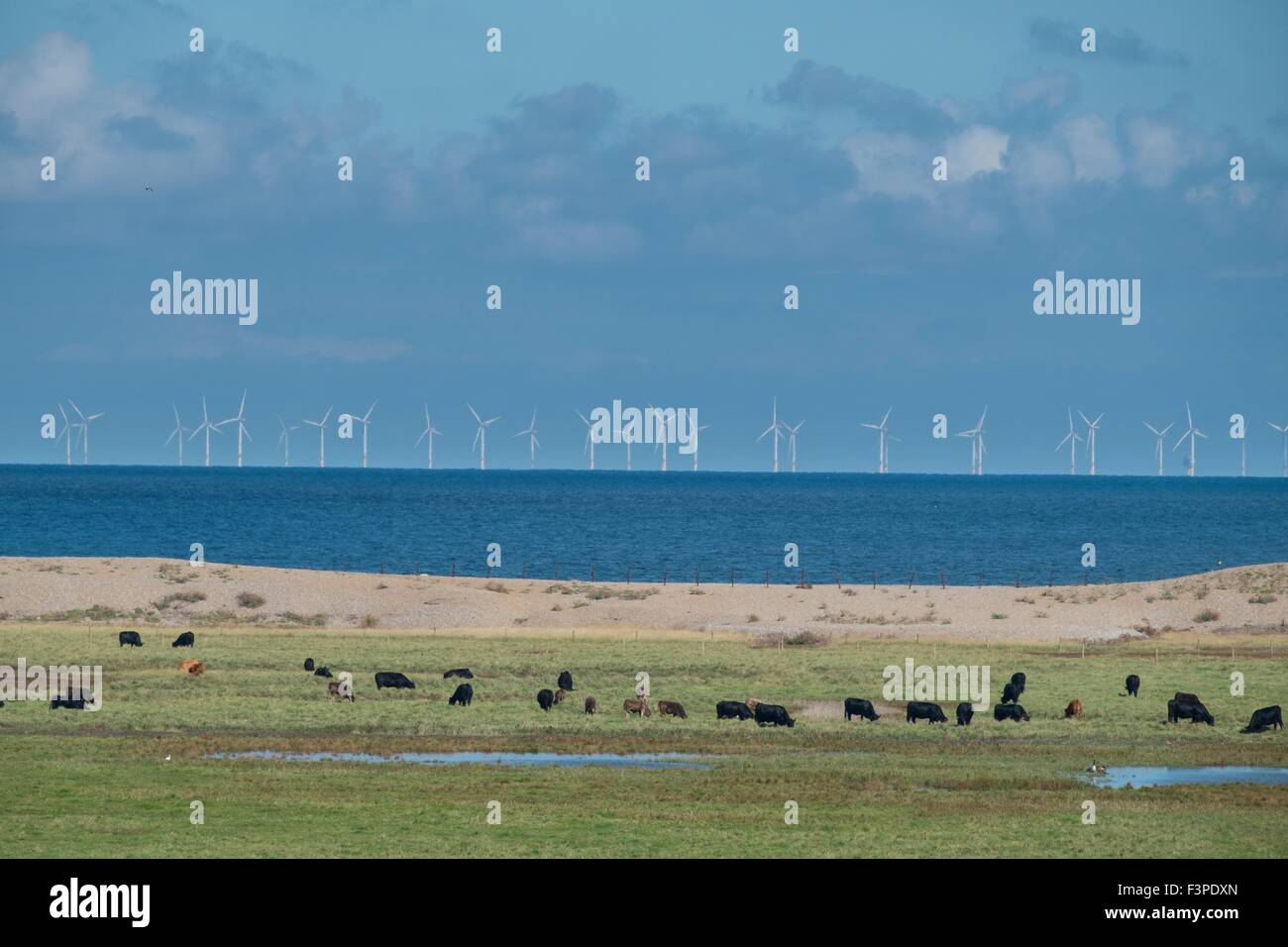 Le pâturage des bovins sur les zones du pâturage côtières marsh, avec d'éoliennes à distance. Banque D'Images