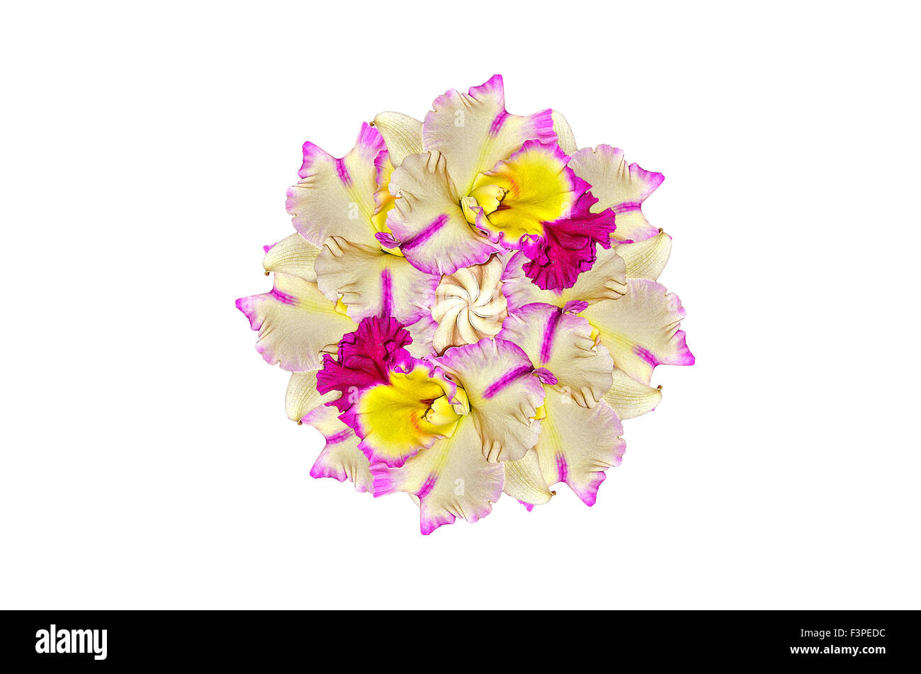 Orchidée Cattleya sur fond blanc Banque D'Images