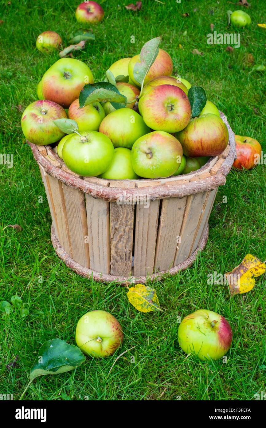 Pommes Bramley dans seau en bois. Banque D'Images