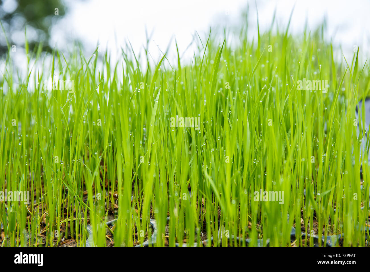 Les semis de riz ont été cultivées à un pic. Banque D'Images