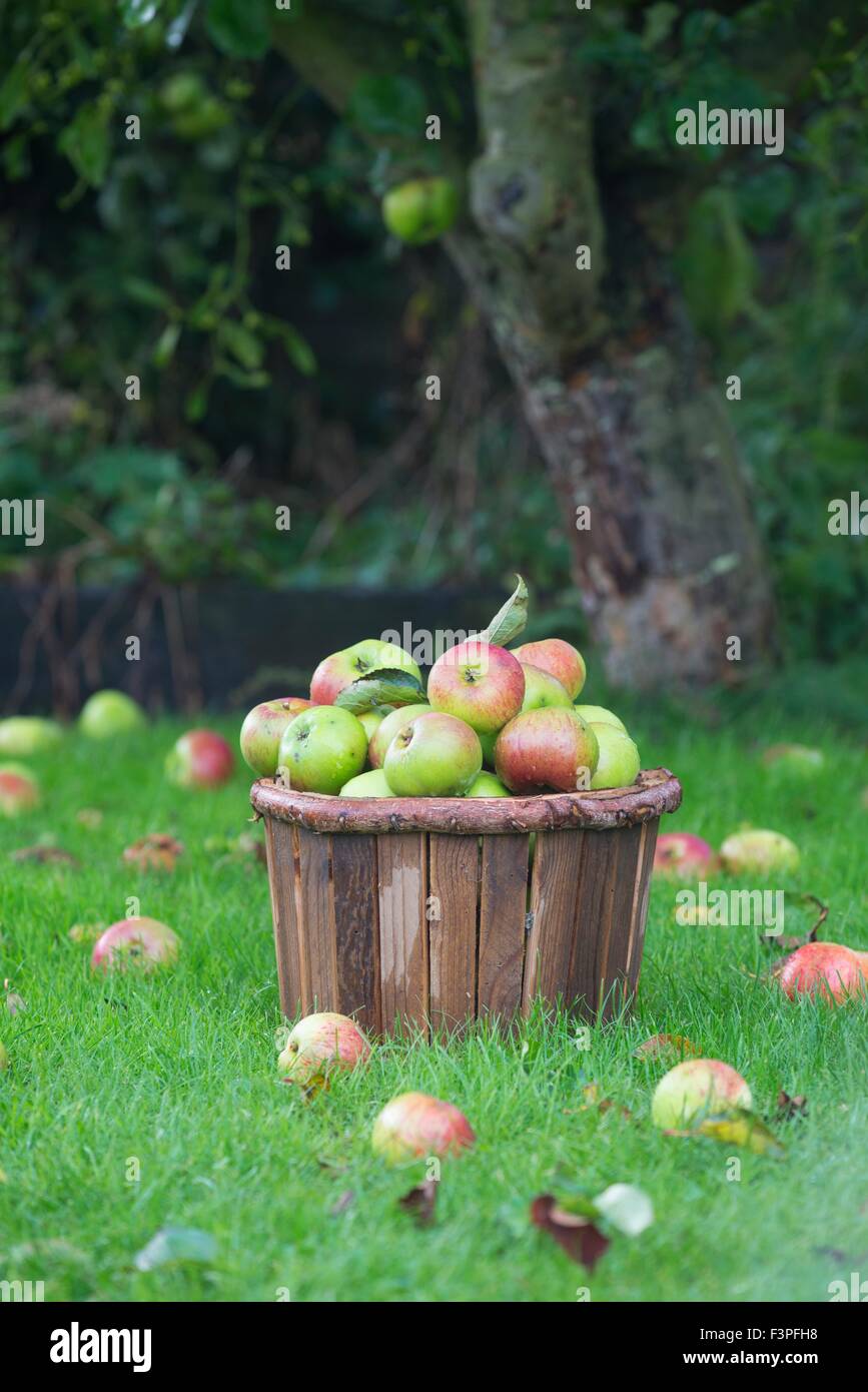 Le seau en bois de chablis les pommes. Banque D'Images