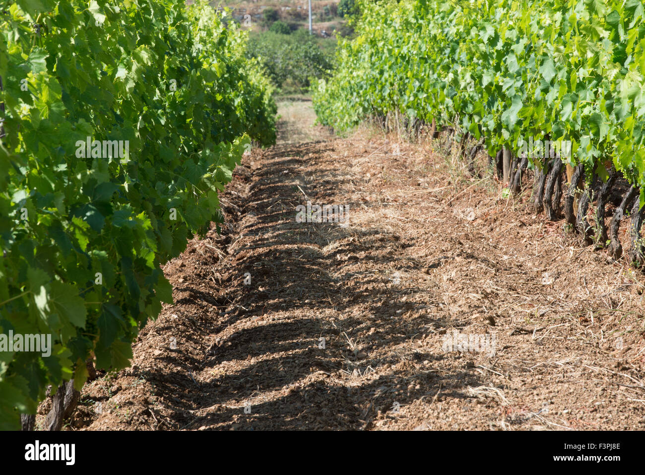 Vignes, Patrimonio, Corse Banque D'Images