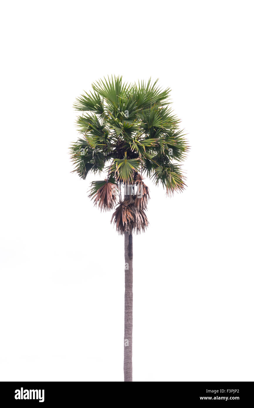 Les palmiers à sucre (borassus flabellifer) Asian Palmyra Palm, Palm Toddy, le Sugar Palm, Palm, cambodgien ou sur le champ de riz tre tropical Banque D'Images