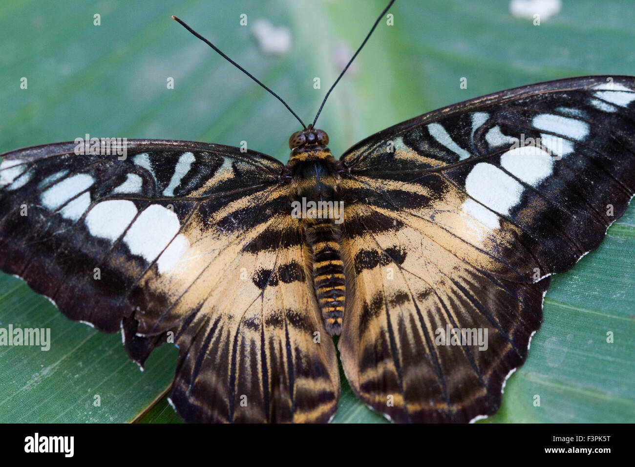 Clipper (Papillon Parthenos Sylvia) Banque D'Images