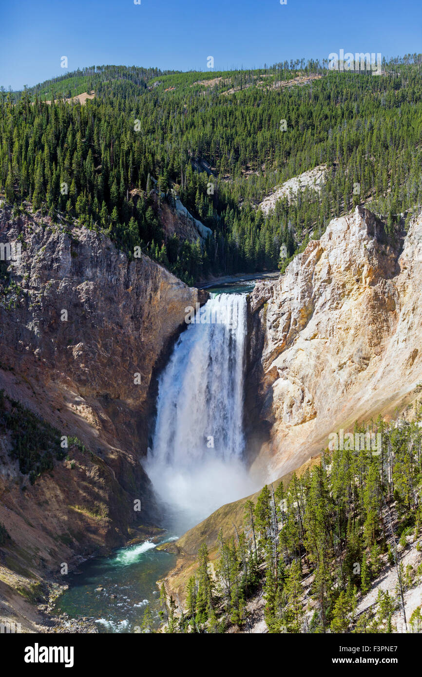 Yellowstone River ; Lower Falls (308') ; Le Parc National de Yellowstone, Wyoming, USA Banque D'Images