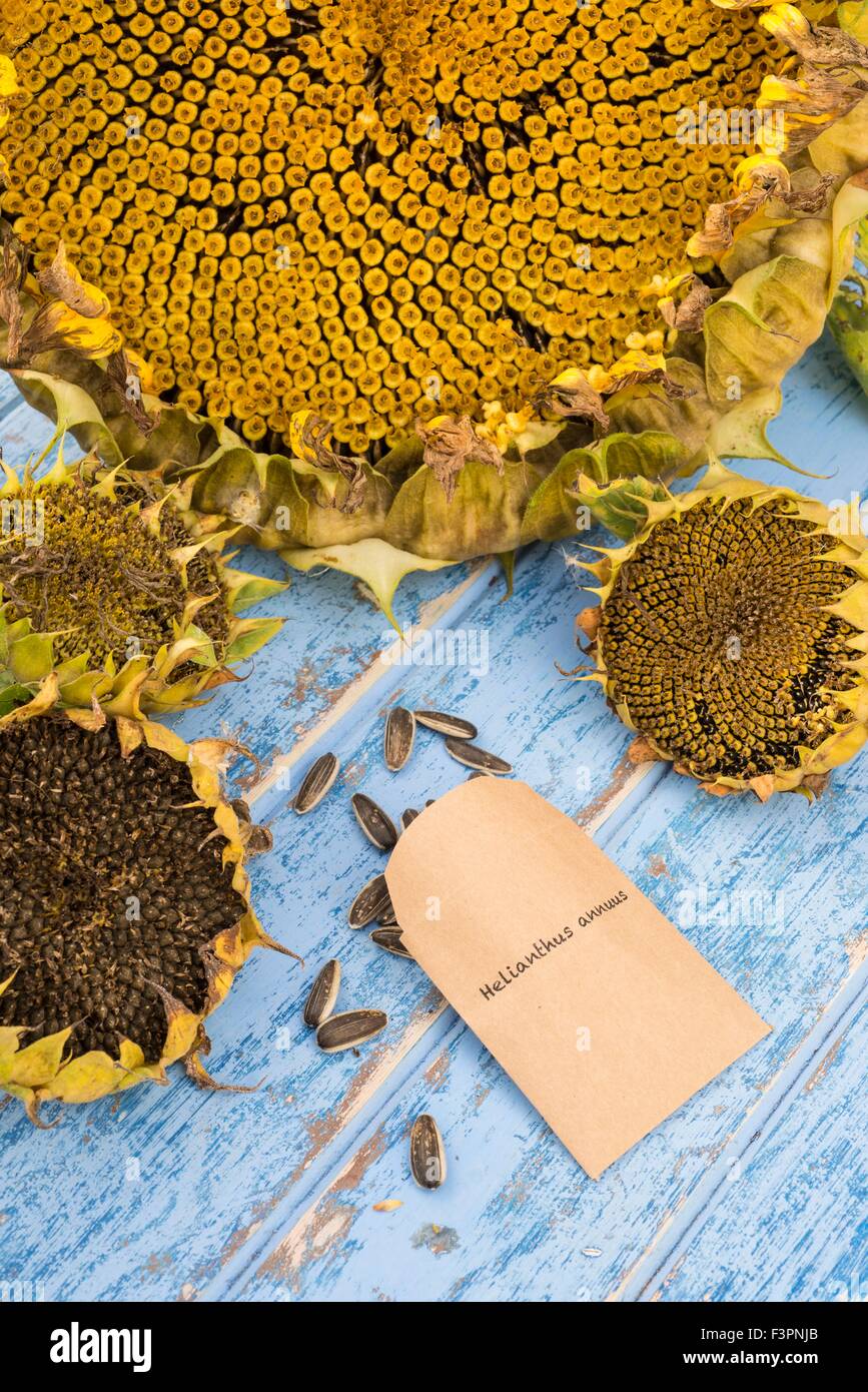 L'enregistrement et le stockage des graines de tournesol. Banque D'Images