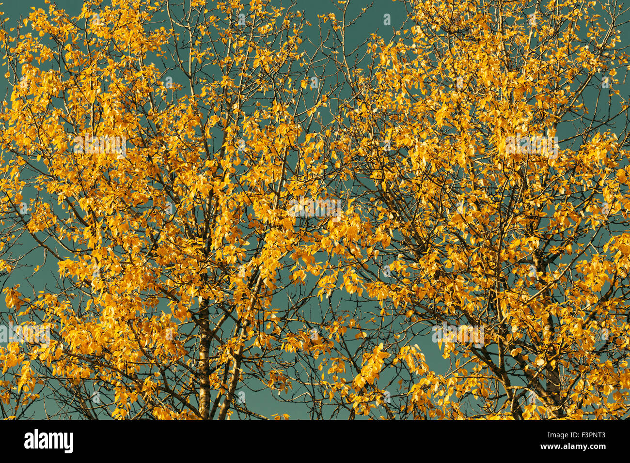 Feuilles d’automne Banque D'Images