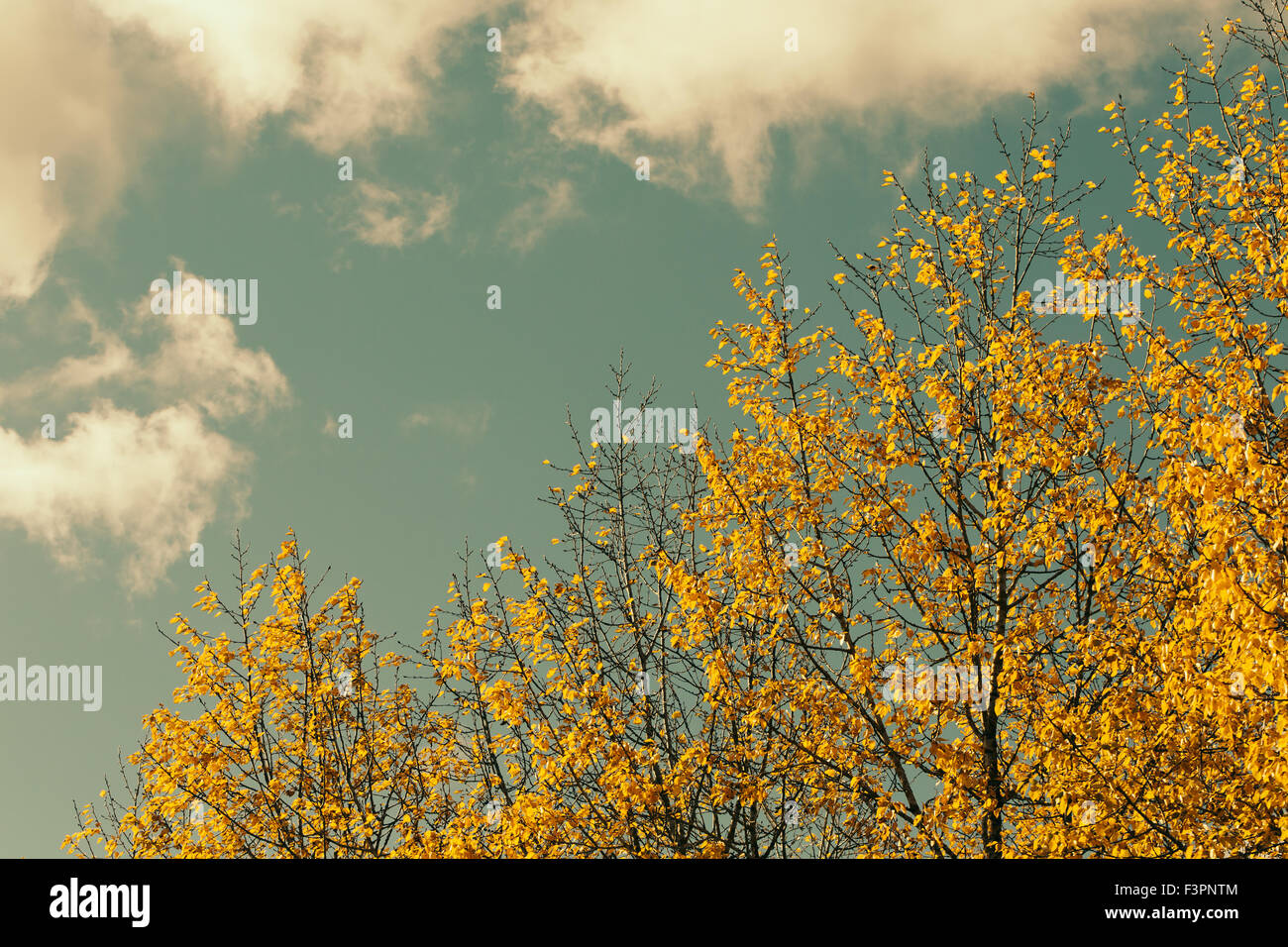 Les feuilles d'automne contre le ciel bleu Banque D'Images