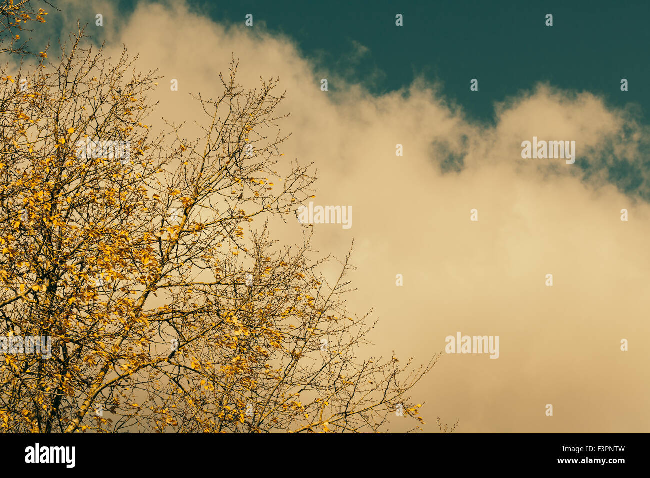Les feuilles d'automne contre le ciel bleu Banque D'Images