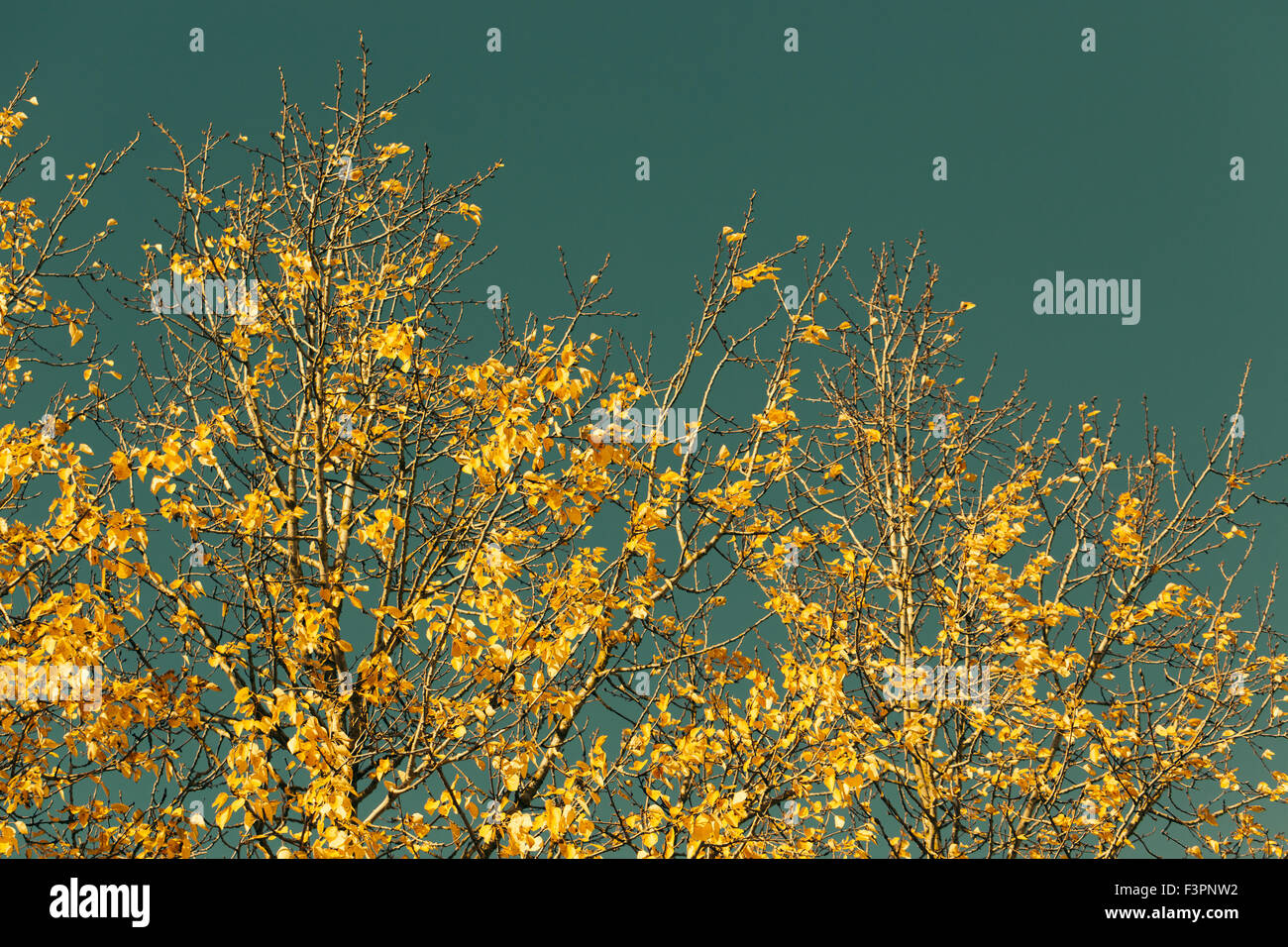 Les feuilles d'automne contre le ciel bleu Banque D'Images