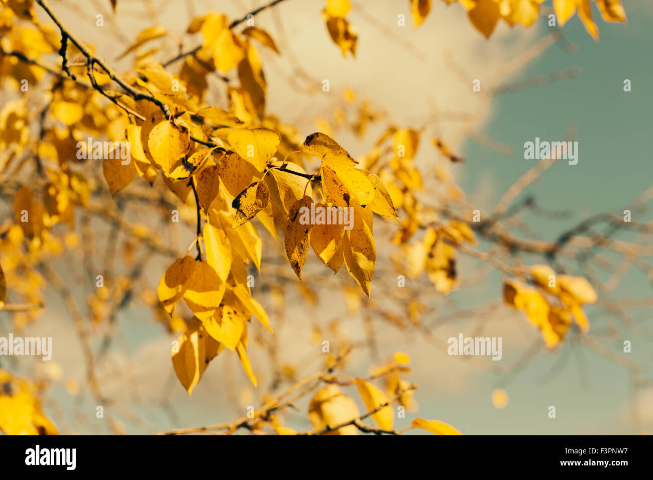 Les feuilles d'automne contre le ciel bleu Banque D'Images