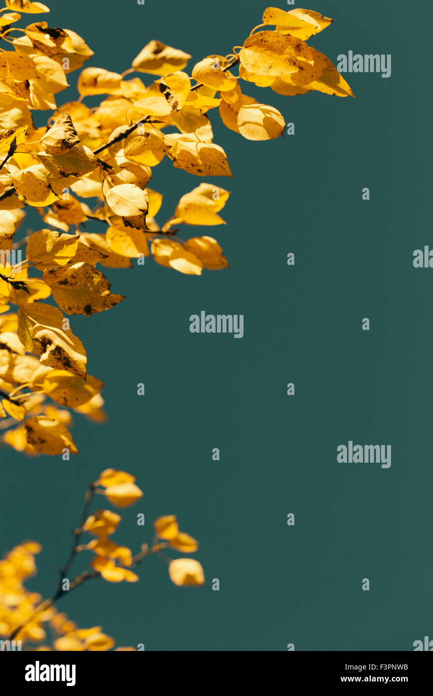 Les feuilles d'automne contre le ciel bleu Banque D'Images