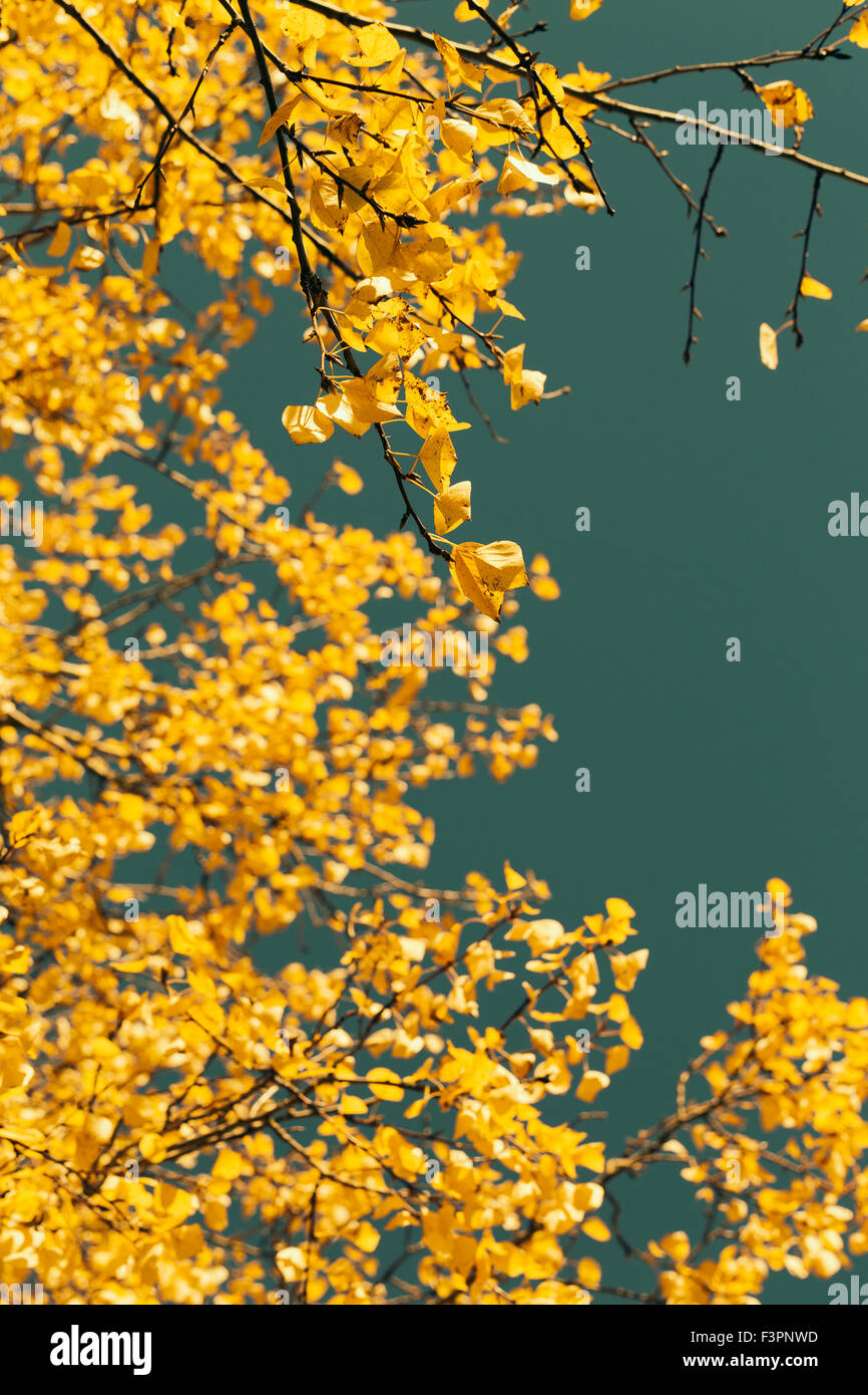 Les feuilles d'automne contre le ciel bleu Banque D'Images