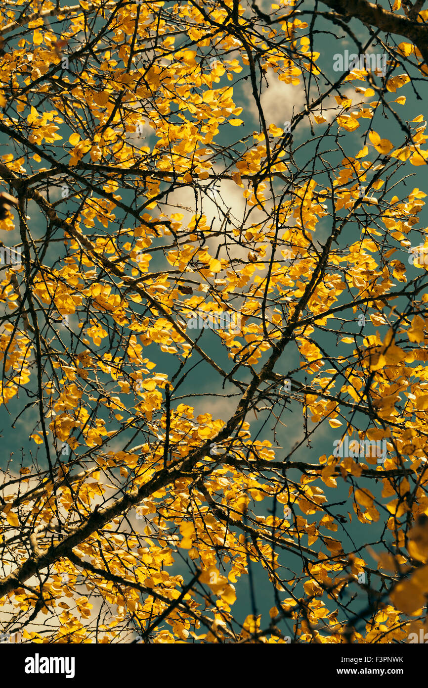 Les feuilles d'automne contre le ciel bleu Banque D'Images
