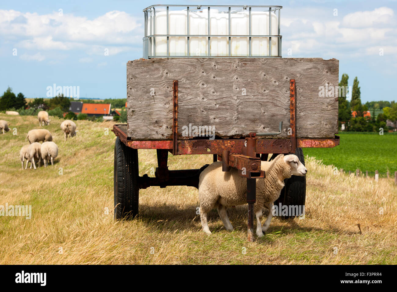 Un mouton est à la recherche de rafraîchir un jour d'été sous un wagon de l'eau Banque D'Images