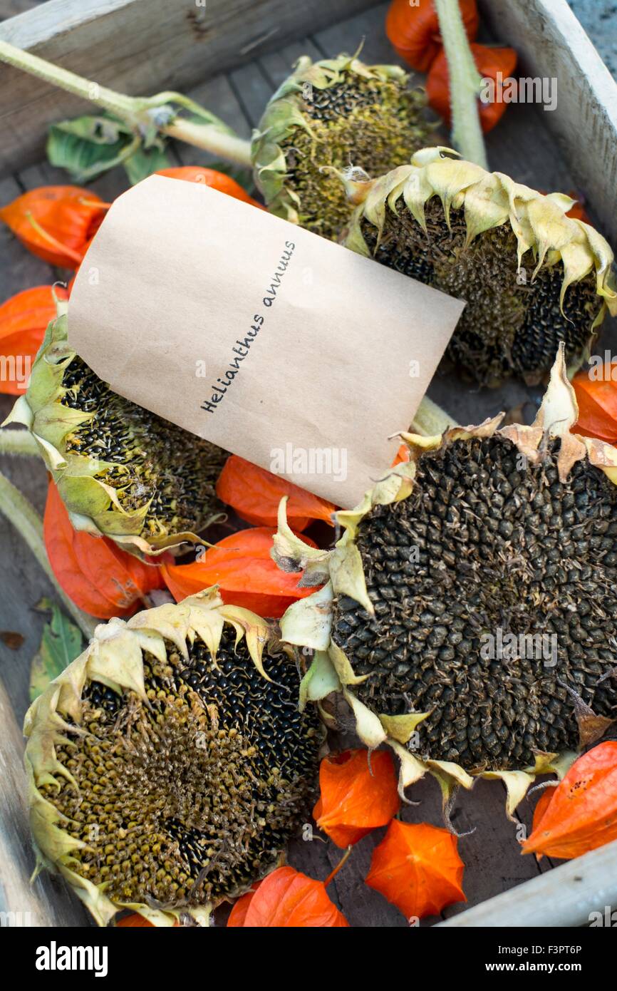 Jardin d'automne scène montrant l'enregistrement des semences. England UK Banque D'Images