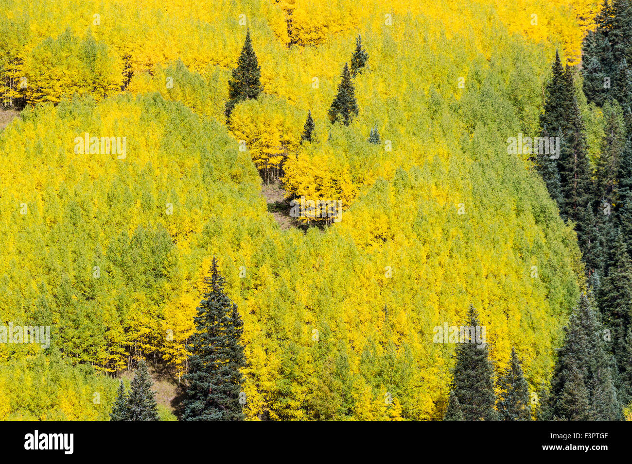 Tremble feuilles deviennent de l'or de l'automne, le centre du Colorado, le mont Washington, montagnes Rocheuses, USA Banque D'Images