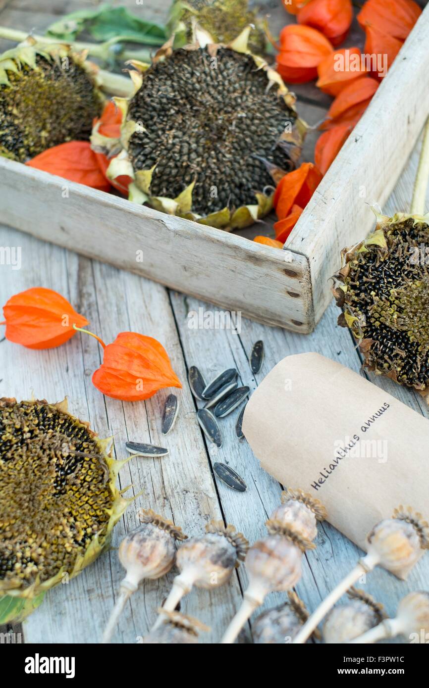 Jardin d'automne scène montrant l'enregistrement des semences. England UK Banque D'Images