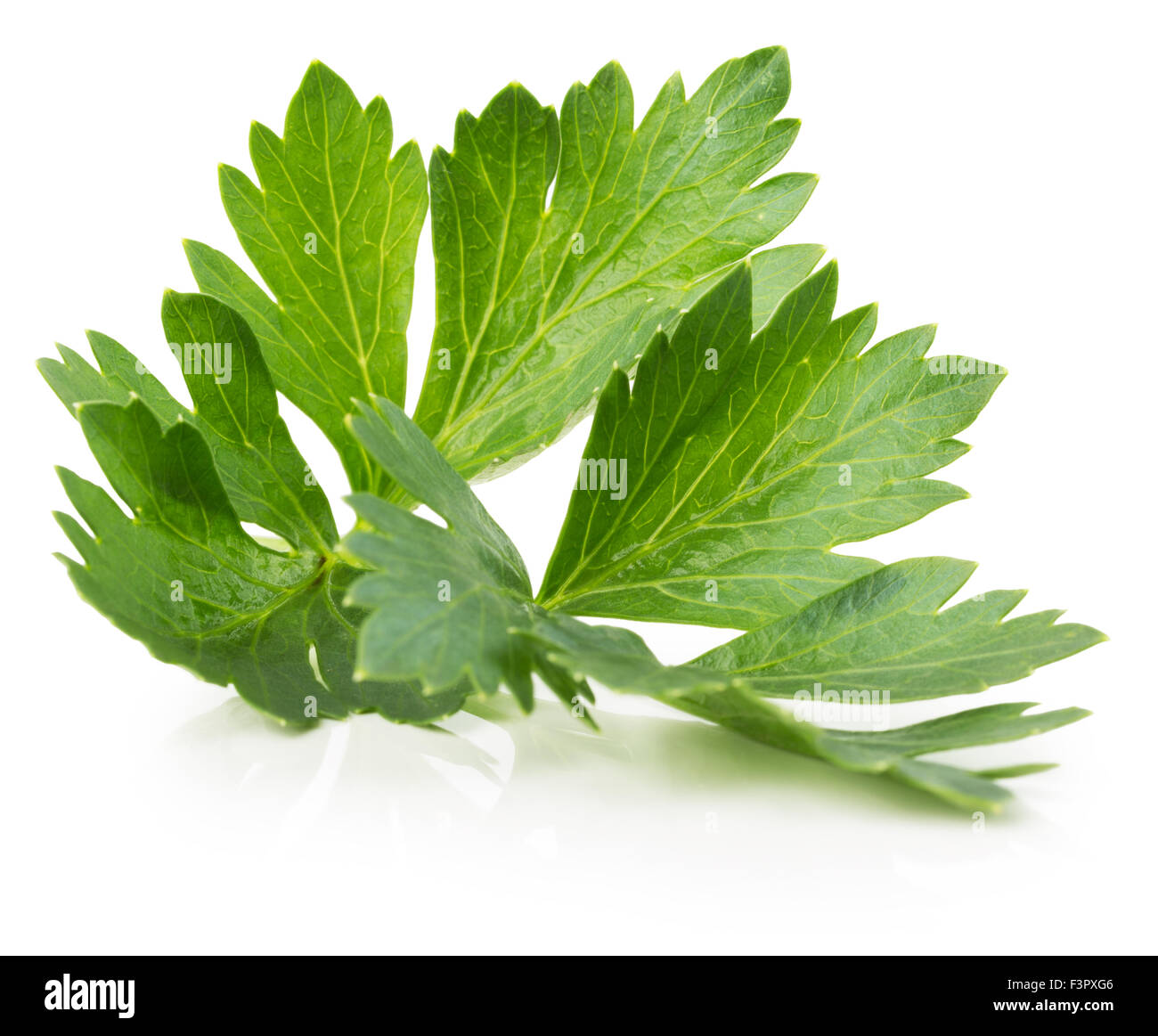 Les feuilles de céleri isolé sur le fond blanc. Banque D'Images