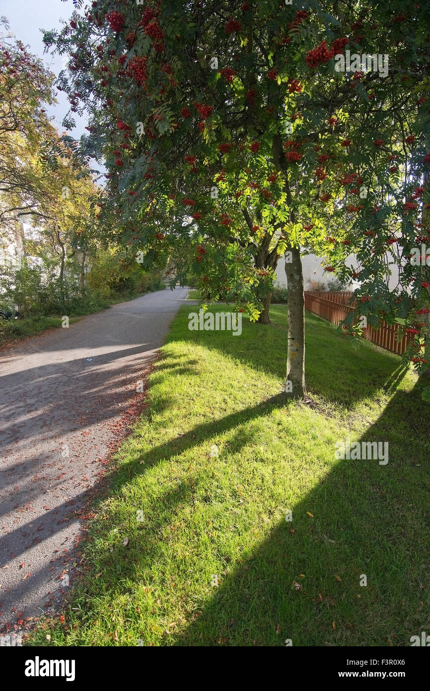 Rowan Tree-berry avec des baies sur pelouse verte, Stockholm, Suède en octobre. Banque D'Images