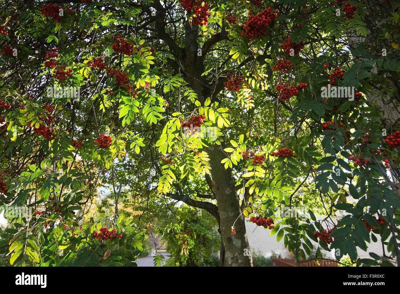 Rowan Tree-berry avec des baies sur pelouse verte, Stockholm, Suède en octobre. Banque D'Images