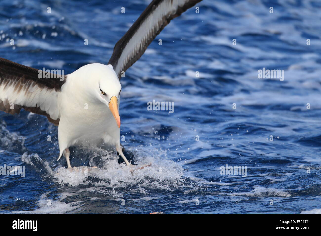 (Thalassarche melanophris Albatros impavida) voler dans le NSW, Australie Banque D'Images