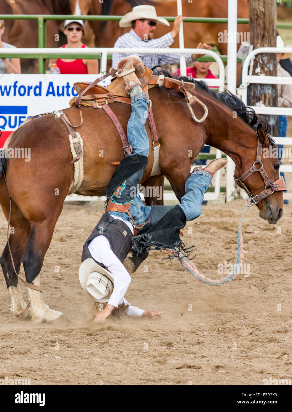Rodeo Cowboy à cheval un cheval de selle, de la concurrence, la monte de Chaffee County Fair & Rodeo, Salida, Colorado, USA Banque D'Images