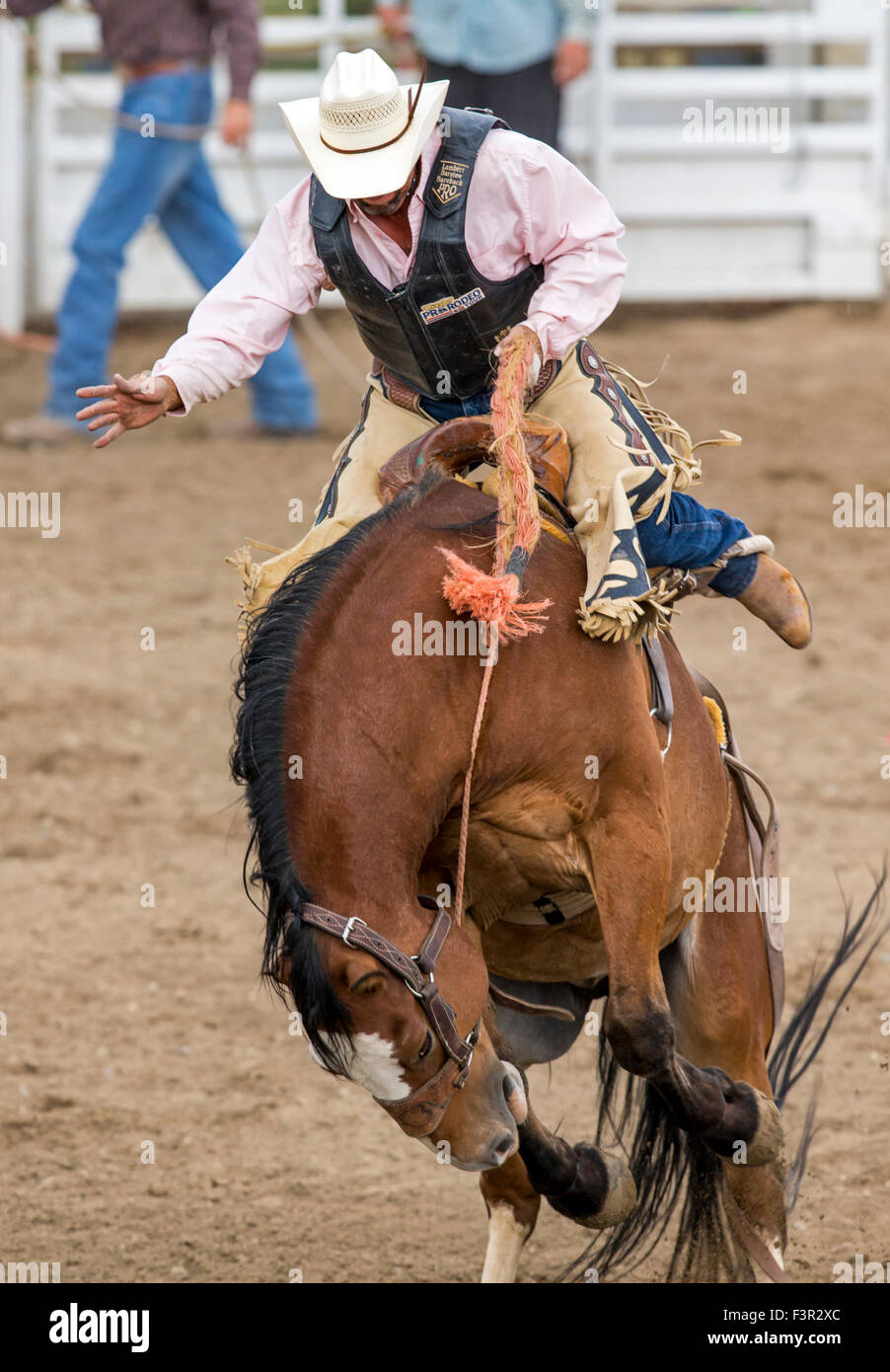 Rodeo Cowboy à cheval un cheval de selle, de la concurrence, la monte de Chaffee County Fair & Rodeo, Salida, Colorado, USA Banque D'Images