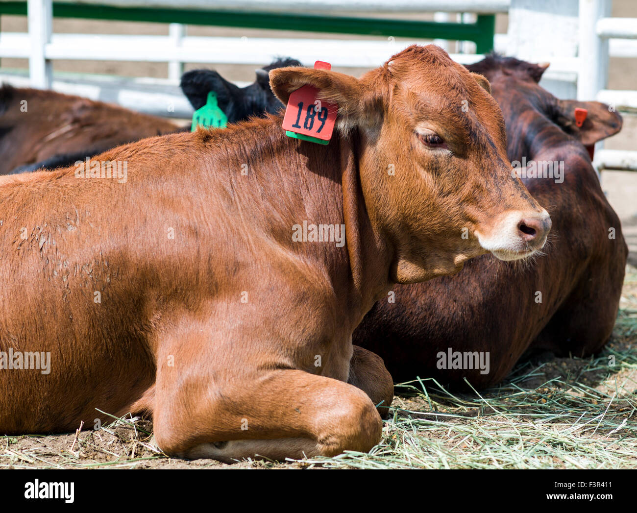 De jeunes vaches dans le corral, Chaffee County Fair & Rodeo, Salida, Colorado, USA Banque D'Images