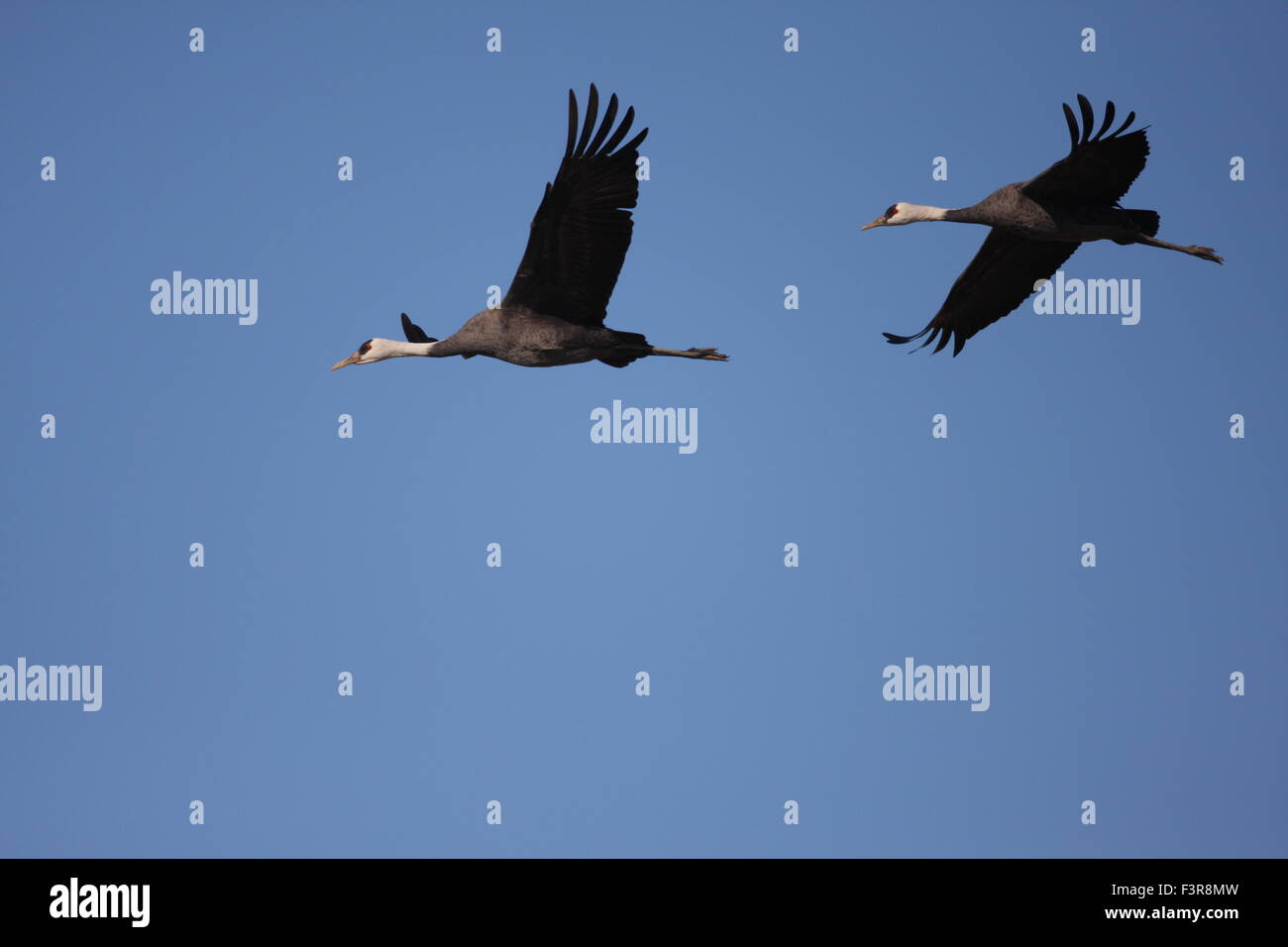 (Grus monacha Hooded Crane) dans Izumi,kagoshima, Japon Banque D'Images