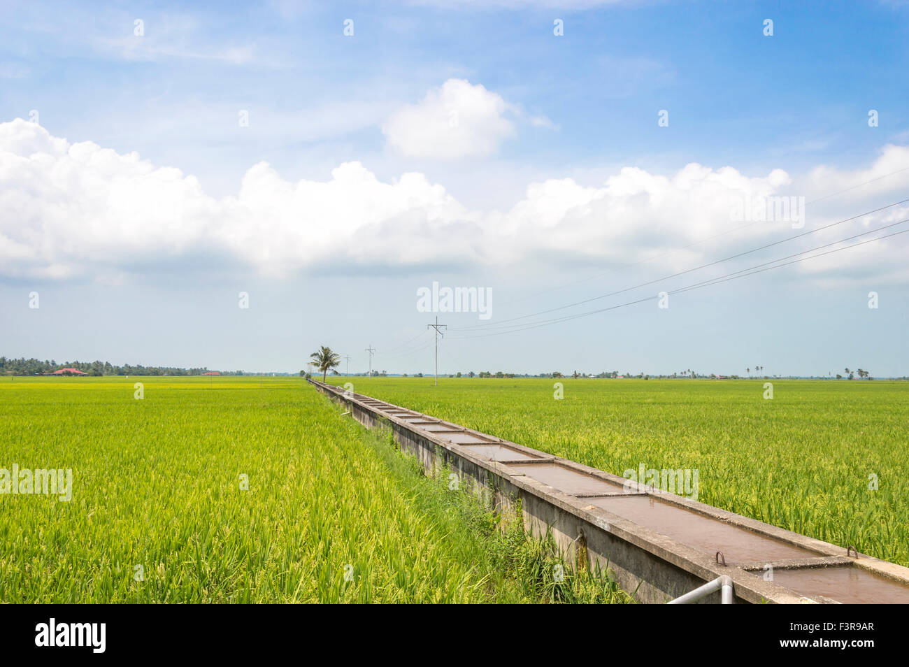 Canal de l'eau d'irrigation pour le riz paddy field avec ciel bleu Banque D'Images