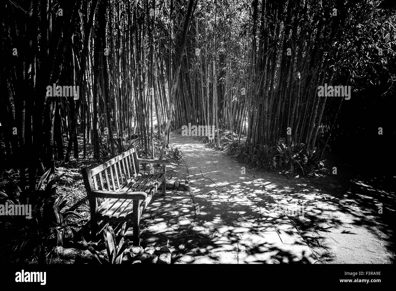 Un banc parmi une forêt de bambous au motif de la Huntington Library, San Marino, Californie, États-Unis. Banque D'Images