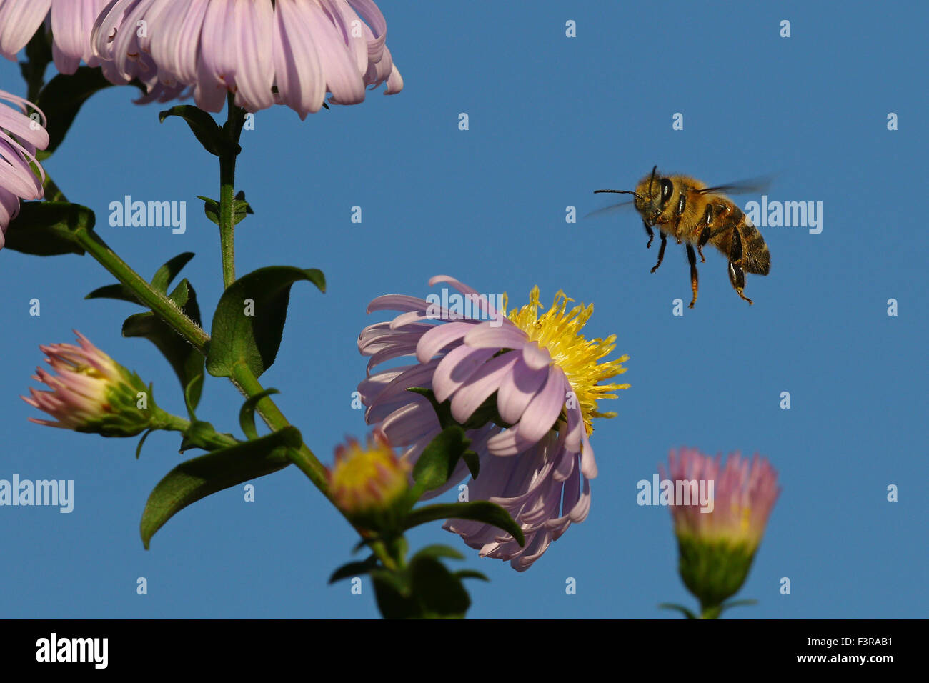 Abeille en vol au-dessus de fleurs jaune et rose contre le ciel bleu Banque D'Images