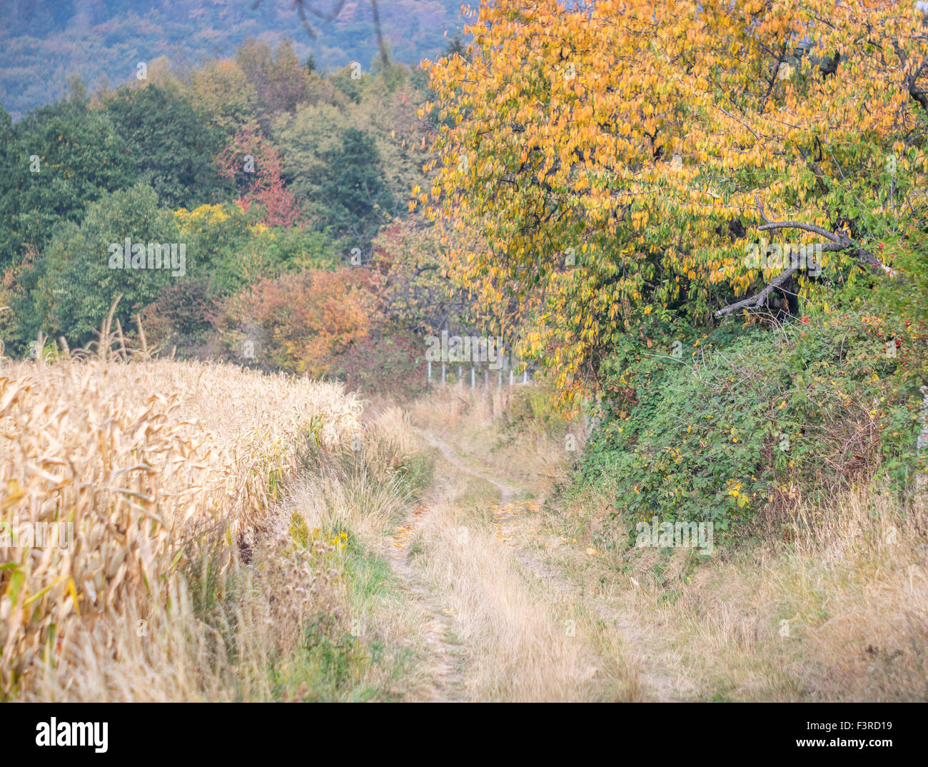 Chemin parmi les champs avec des couleurs de l'automne près de Mont Sleza Basse Silésie Banque D'Images