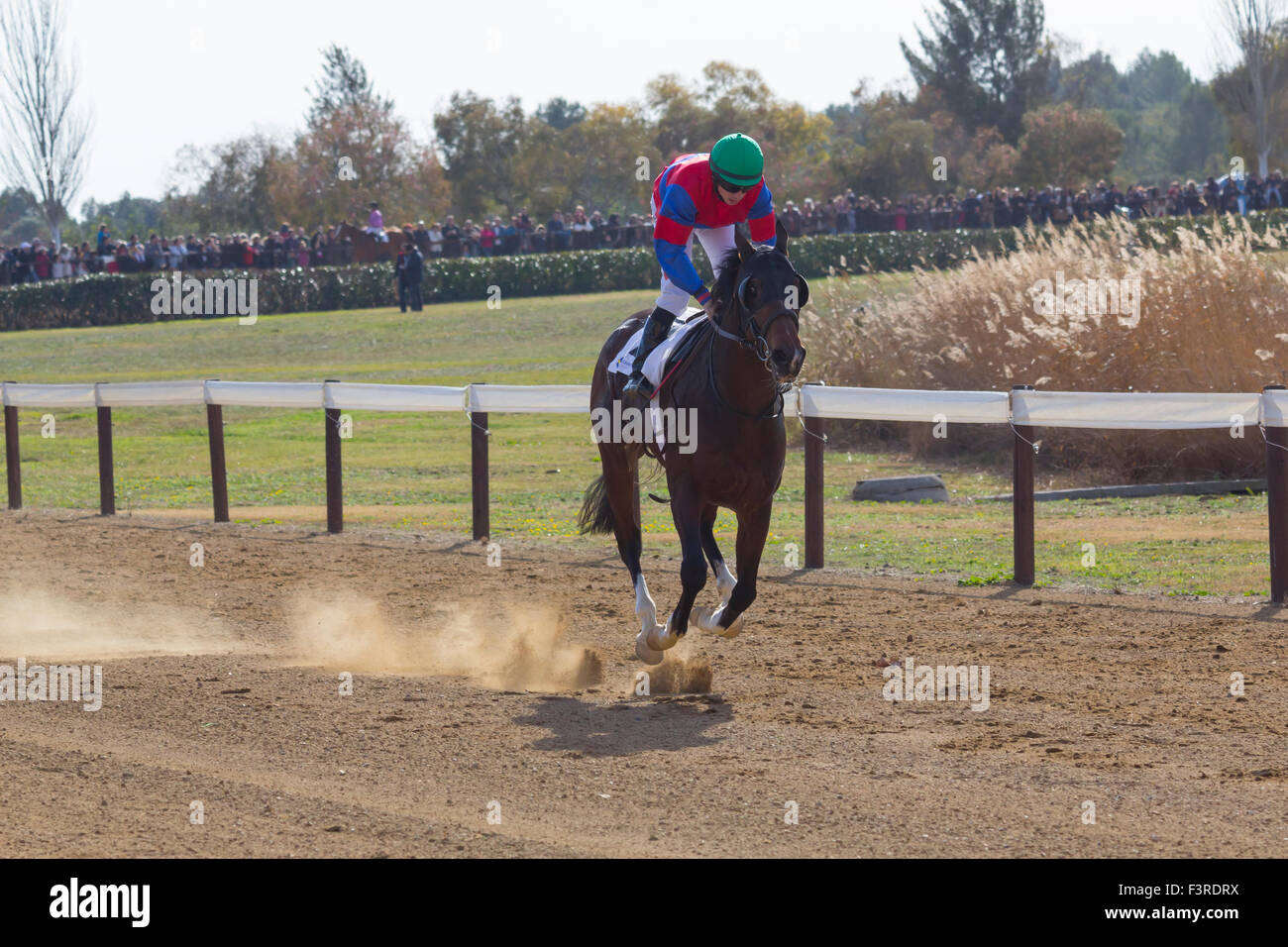 Cheval équitation jockey lors d'une compétition à l'hippodrome Banque D'Images