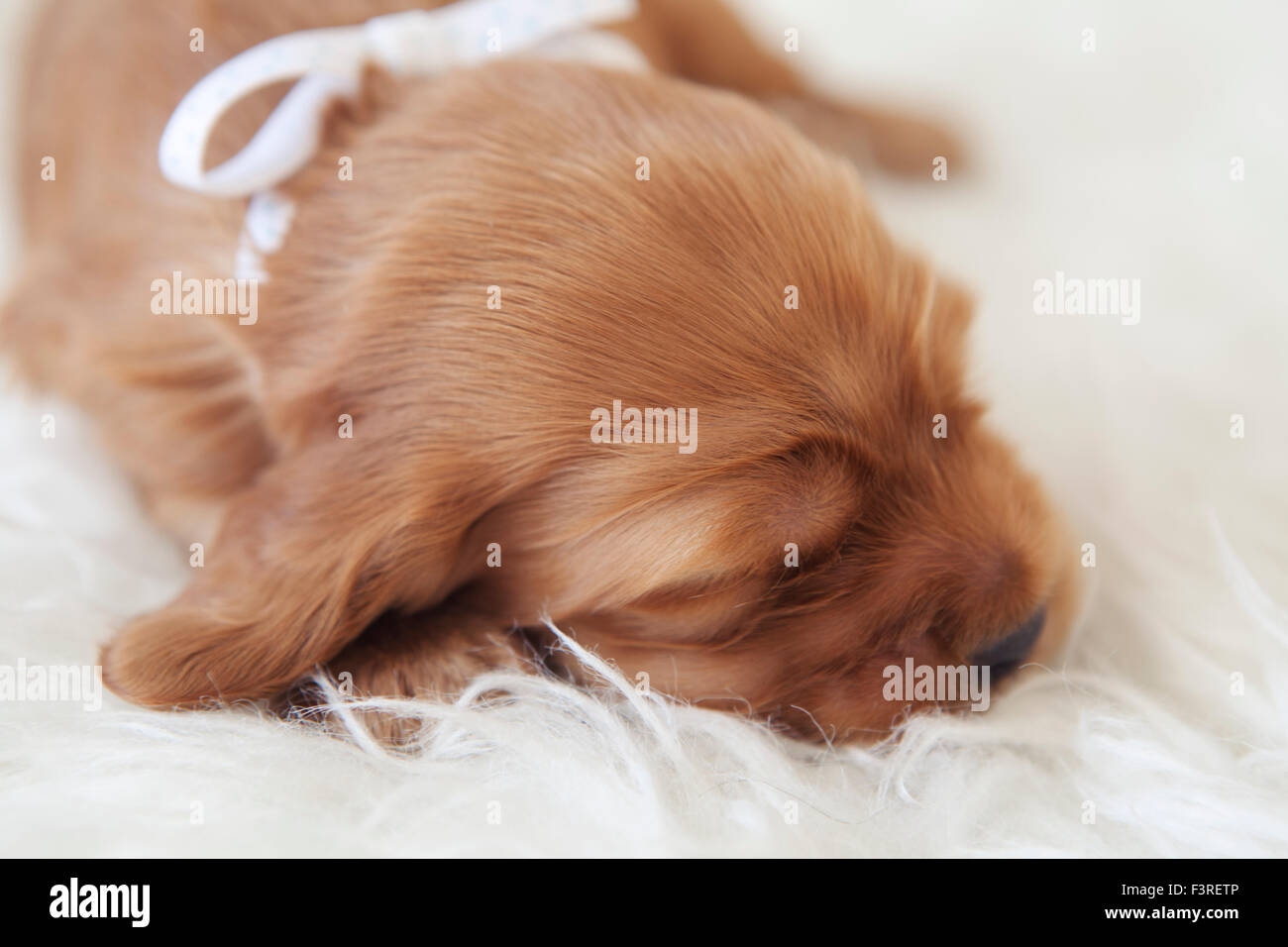 A 5 jours Cocker Anglais chiot avec toujours oeil fermé Banque D'Images