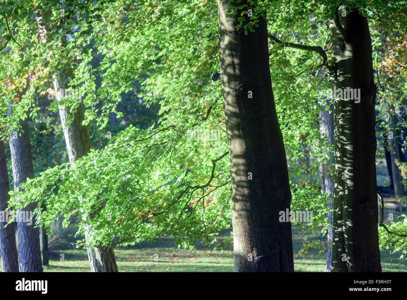 Padley Gorge, Grindleford, Derbyshire, UK:12 octobre 2015 froid glacial.pour commencer la journée dans la région de la vallée de l'espoir autour du Peak District.grand matin pour chien Marcheurs et randonneurs . Credit : IFIMAGE/Alamy Live News Banque D'Images