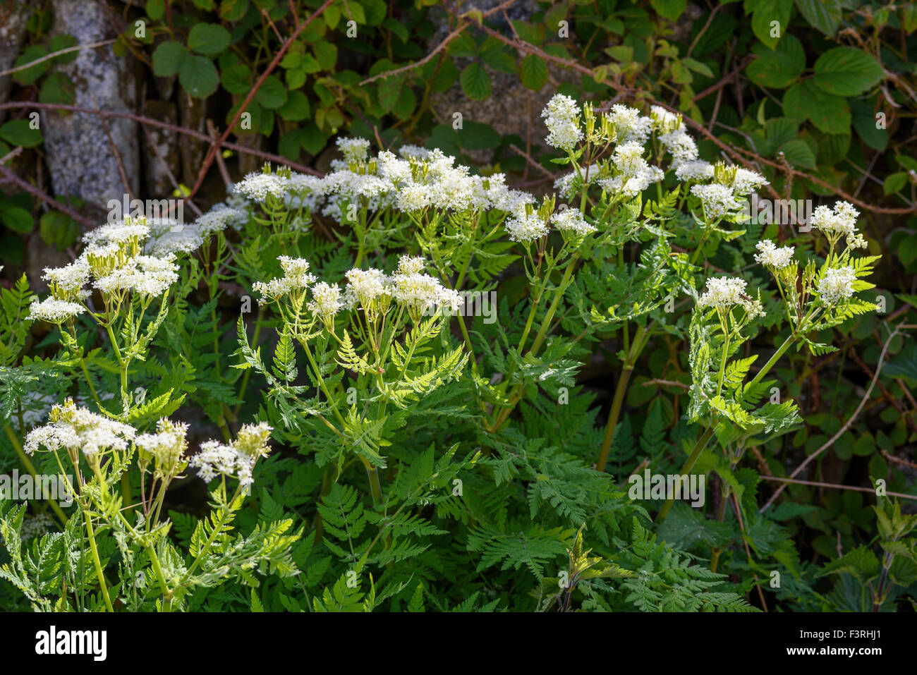 Sweet Cicely, Myrrhis odorata, wildflower, Dumfries et Galloway, Écosse Banque D'Images