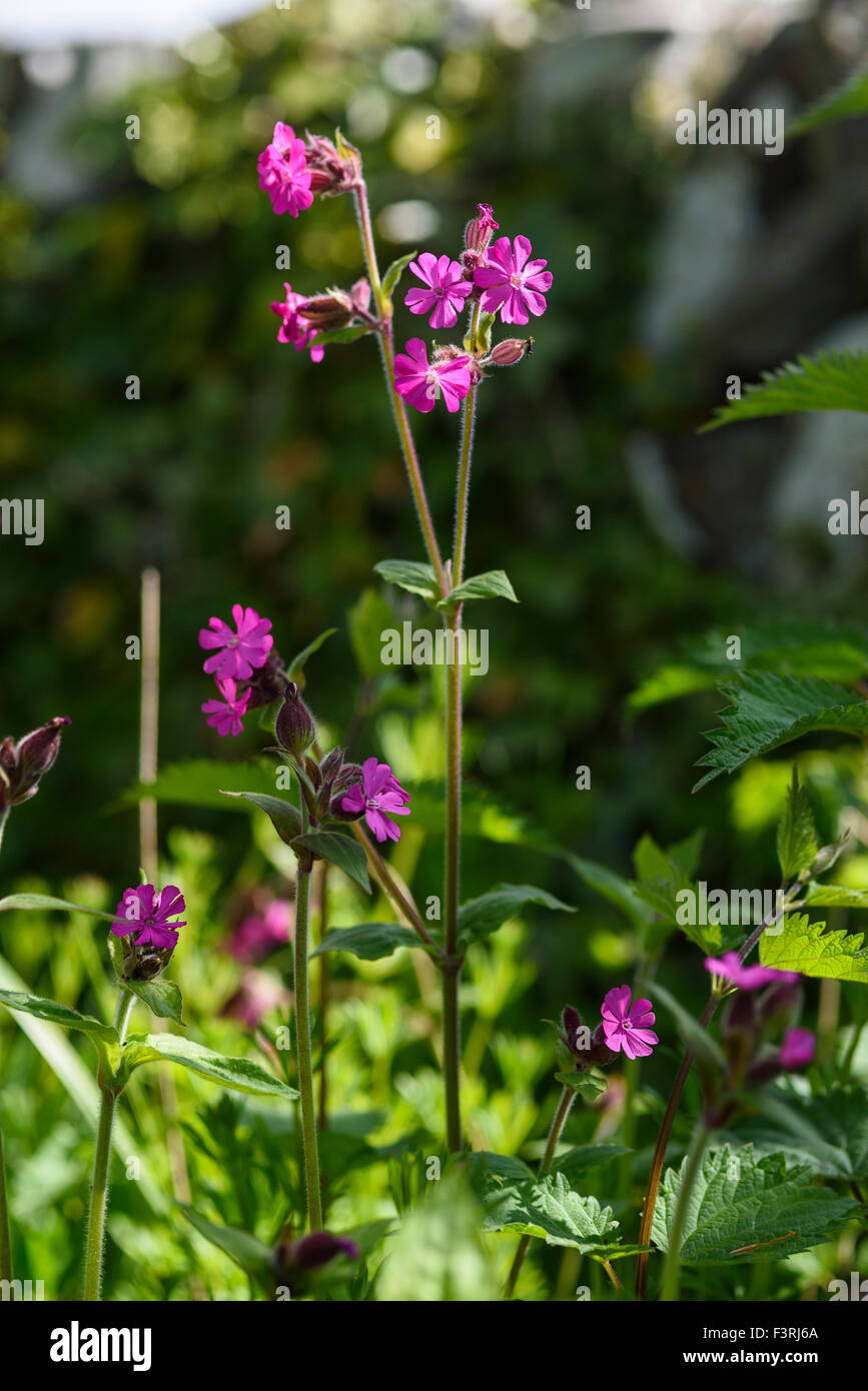 Red Campion, Silene dioica, wildflower, Dumfries et Galloway, Écosse Banque D'Images