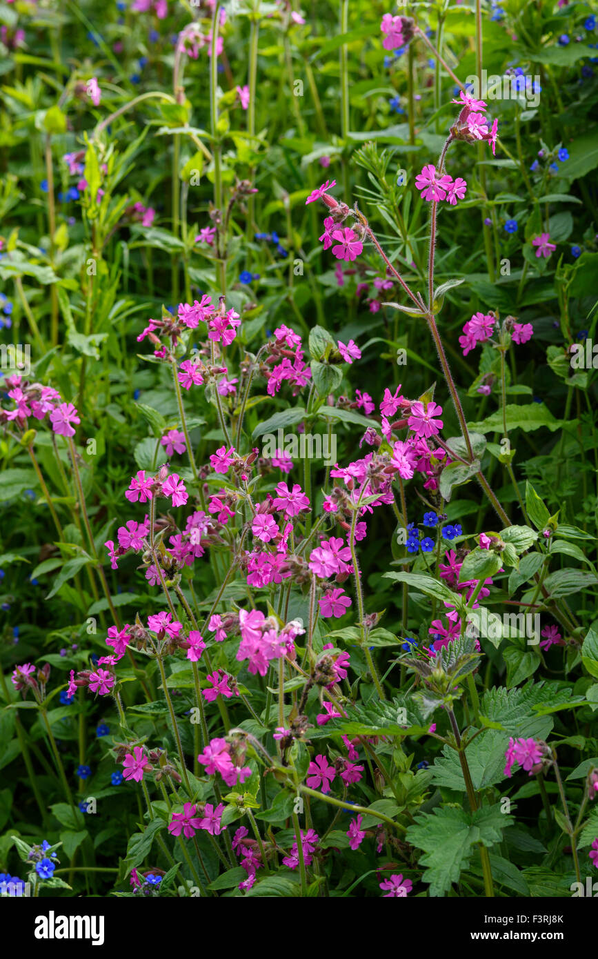 Red Campion, Silene dioica, wildflower, Dumfries et Galloway, Écosse Banque D'Images